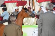 Durrat Al Khamiss Best Head on Class